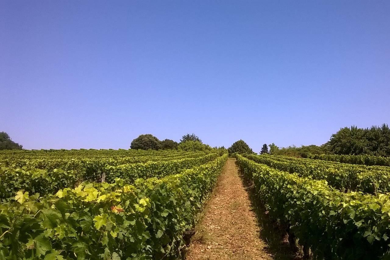 Château Haut-Biot, photo 3