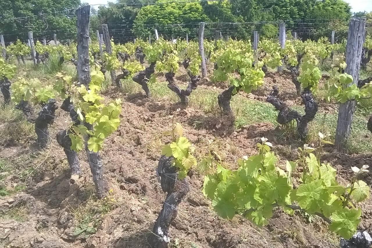 Château Haut-Biot, photo 4