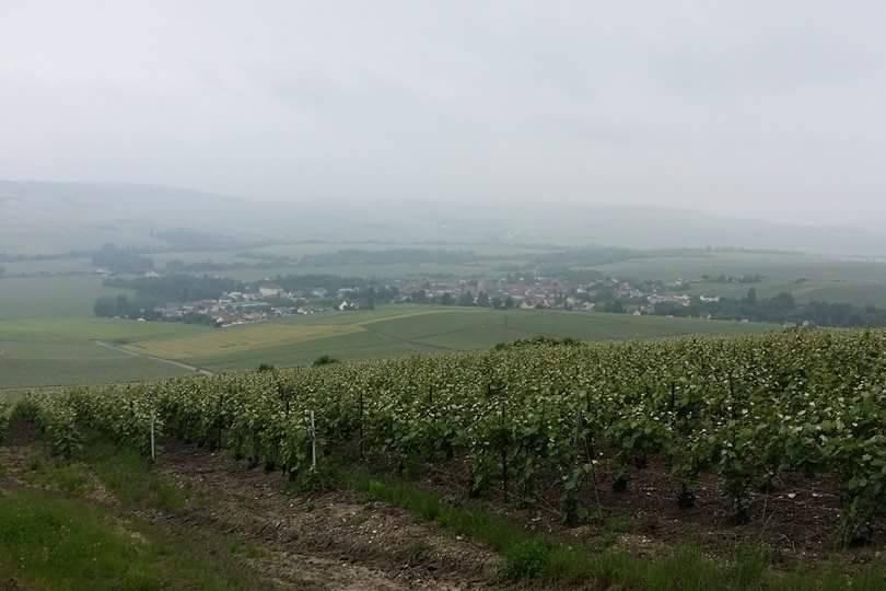 Champagne Serge Cheutin, photo 2