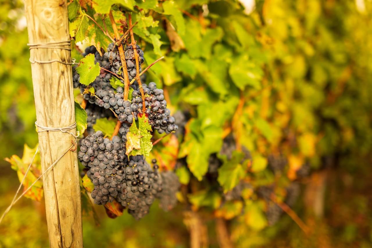 Domaine de l'Ambroisie, photo 5