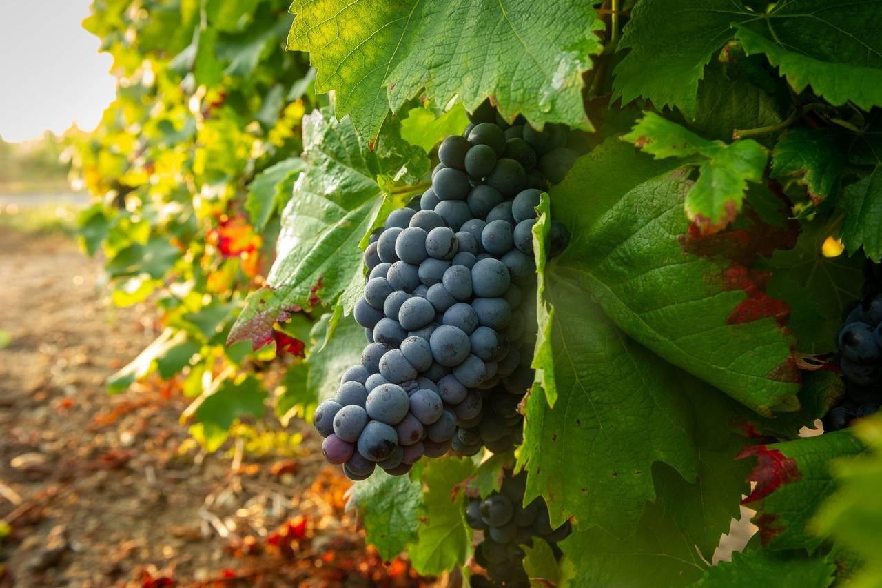 Domaine des Malidores, photo 2