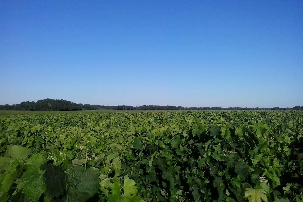 Vignobles Faget